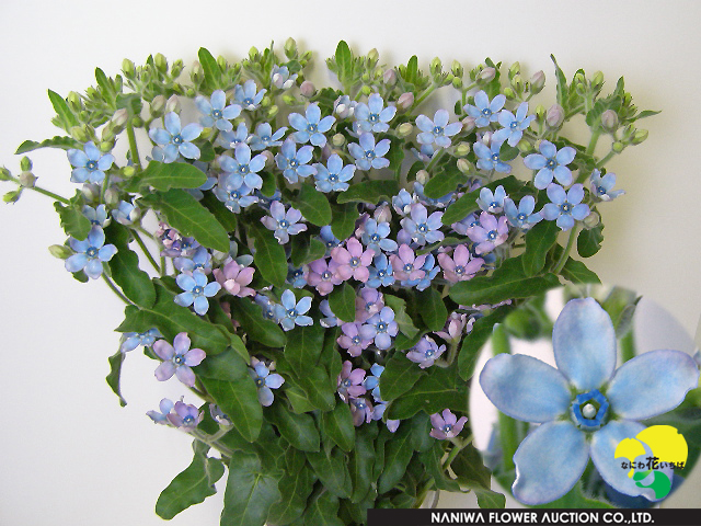 Oxypetalum Pure Blue.jpg - Oxypetalum Pure Blue